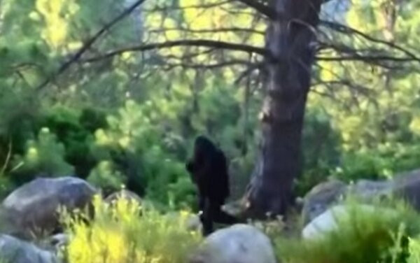 Tuy vậy, chưa từng có một xác chết nào của loài này được phát hiện, không có bằng chứng nào về răng hay xương của Bigfoot ngoại trừ những tấm ảnh mờ ảo của con người.