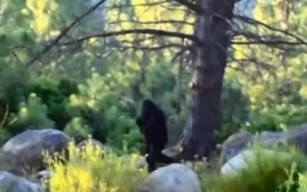 Tuy vậy, chưa từng có một xác chết nào của loài này được phát hiện, không có bằng chứng nào về răng hay xương của Bigfoot ngoại trừ những tấm ảnh mờ ảo của con người.