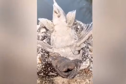 Thật bất ngờ ngay khi người này đổ một chút nước lên miệng con cá, thì miệng và mang của nó bắt đầu hoạt động để thở như chưa từng...chết. Nhiều người không khỏi ngạc nhiên trước hiện tượng xác cá khô hồi sinh sau khi được đổ nước lên và tò mò ''danh tính'' loài cá này.