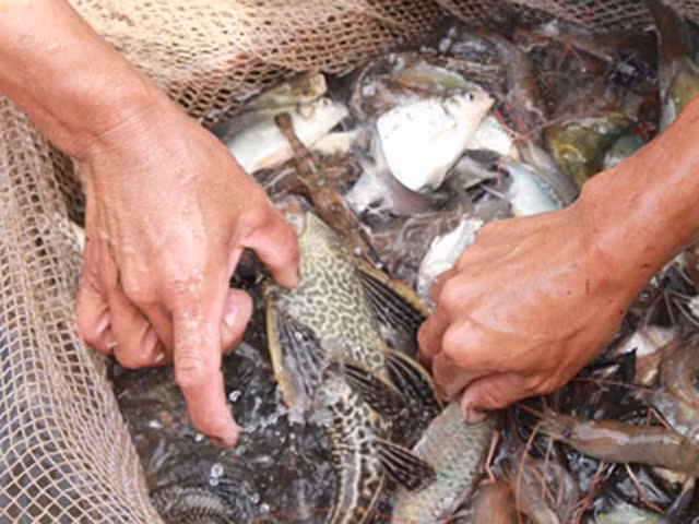 Nguy hiểm hơn, cá dọn bể lấn át sinh vật bản địa, tạo ra sự mất cân bằng sinh thái, trong khi không mang lại giá trị kinh tế. Sự sinh sôi của chúng đang khiến những người làm nghề sông nước có nguy cơ cất thuyền, treo lưới, gác cần câu và thậm chí có thể treo... niêu.