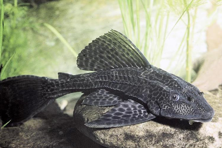 Tuy là loài ăn tạp nhưng hức ăn chính của cá dọn bể là rong, tảo bám trên bề mặt thực vật hoặc nền đáy. Bởi vậy người ta thường thả chúng trong bể cá cảnh để dọn cho nước sạch, trong, bớt đục.