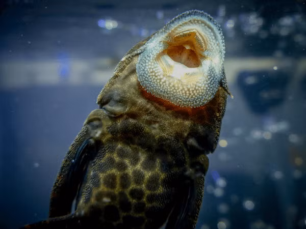 Cá có chiều dài từ 30–70 cm và có khả năng sinh sản quanh năm, tỷ lệ cá con sống khoảng 70% và có thể sống mà không cần đến thức ăn suốt 1 tháng.