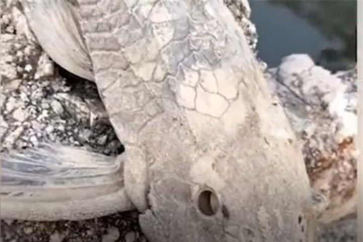 Người đàn ông thậm chí còn cầm con cá lên gõ nhiều lần vào tảng đá để chứng minh nó đã chết khô cứng.