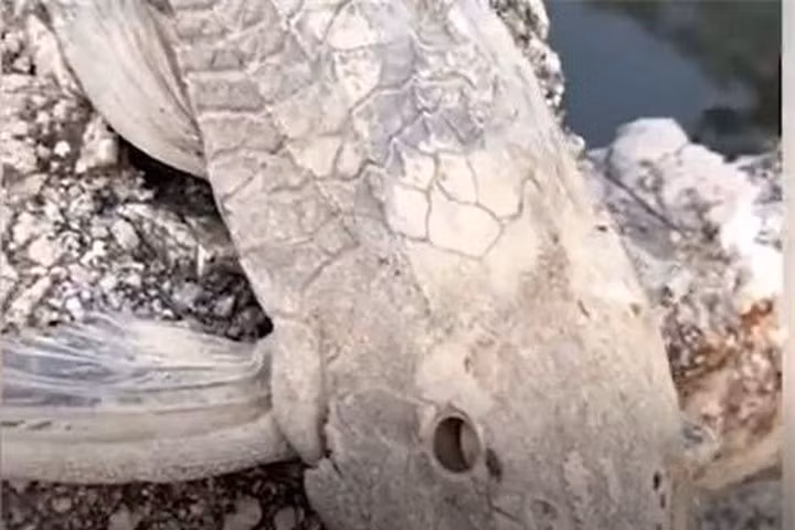 Người đàn ông thậm chí còn cầm con cá lên gõ nhiều lần vào tảng đá để chứng minh nó đã chết khô cứng.