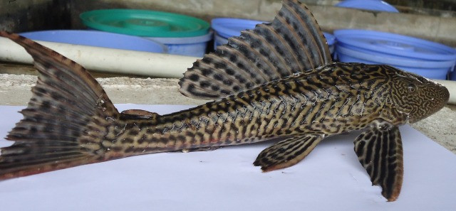 Thậm chí có những hộ dân gom cá dọn bể đem chôn lấp nhưng vây cá không phân hủy, cứng như đinh, thậm chí có thể làm thủng lốp ô tô cực kỳ nguy hiểm.