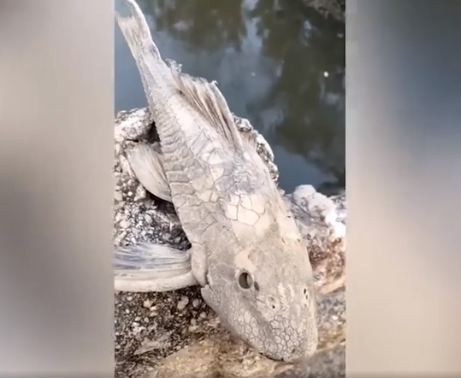 Cụ thể, người này phát hiện một con cá dường như đã chết khô trên tảng đá với toàn thân cứng đờ, chuyển màu trắng.