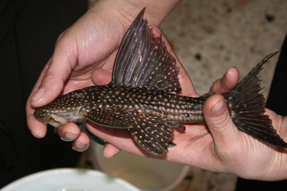 Ở rất nhiều gia đình nuôi cá cảnh, khi con cá dọn bể lớn, người ta đem ra ao, hồ để thả, sau đó lại mua con nhỏ hơn về thả vào bể. Hành động này rất nguy hại, phá vỡ môi trường sống của các loài sinh vật bản địa.