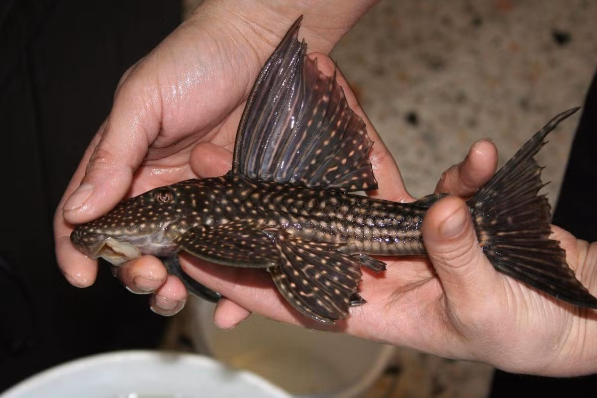 Ở rất nhiều gia đình nuôi cá cảnh, khi con cá dọn bể lớn, người ta đem ra ao, hồ để thả, sau đó lại mua con nhỏ hơn về thả vào bể. Hành động này rất nguy hại, phá vỡ môi trường sống của các loài sinh vật bản địa.