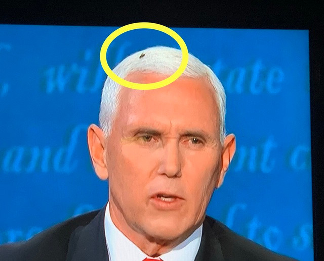 Một tài khoản khác ''giả danh'' chú ruồi ngôi sao có tên @Pence'sFly chia sẻ: "Cảm ơn vì sự quan tâm và lời cầu nguyện của mọi người. Tôi sẽ đi xét nghiệm COVID-19 vào ngày mai".