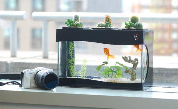 Chơi cá cảnh hiện nay được nhiều người ưa chuộng vừa giúp giải trí vừa giúp mang lại phong thủy tốt. Tuy nhiên nuôi cá cảnh phong thủy để may mắn đầy nhà, mang lại nguồn năng lượng tốt giúp gia chủ có thêm thịnh vượng, tài lộc thì không phải ai cũng biết.