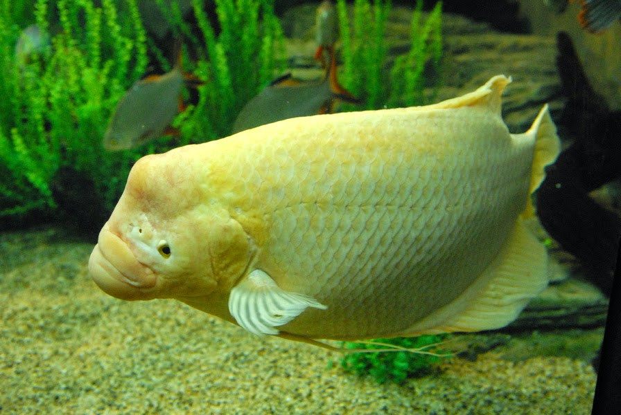 Số lượng cá nuôi trong bể của mỗi người vô cùng khác nhau, để xác định mình nên nuôi bao nhiêu con cá, bạn có thể dựa vào bản mệnh hoặc vào Ngũ hành.