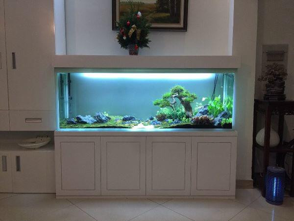 Phong thủy cho rằng hướng tốt nhất để đặt bể cá trong nhà chính là hướng Bắc thuộc cung Quan Lộc, tượng trưng cho sự may mắn hoặc hướng Đông Nam thuộc cung Phú Quý, tượng trưng cho sự giàu có.