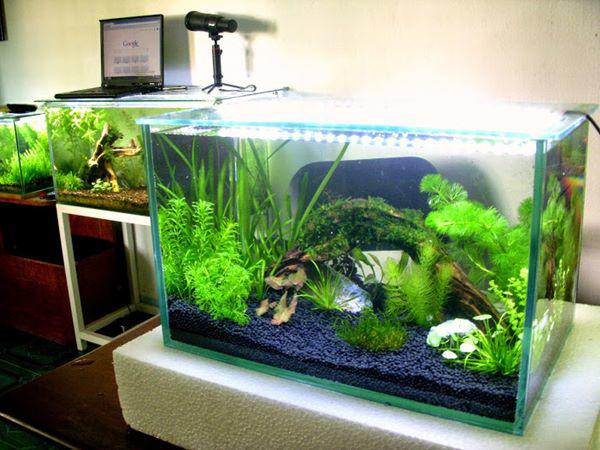 Tuyệt đối tránh đặt bể cá phong thủy ở vị trí chịu ảnh hưởng bởi ánh sáng trực tiếp từ mặt trời hoặc ánh điện trong nhà. Không nên đặt bể cá bên trái cửa chính vì đó là vị trí xấu, không mang đến điềm lành.