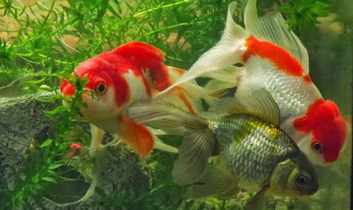 Cá huyết anh vũ có màu đỏ tươi như ngọn lửa, đứng đầu trong các loài cá về phong thủy, cá La Hán đầu u đem lại thịnh vượng. Nếu không sư dả về tài chính, bạn có thể chọn nuôi cá vàng có nguồn gốc từ thời Tống ở Trung Quốc mang lại nhiều may mắn.