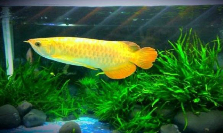 Điều lưu ý đầu tiên khi bắt đầu nuôi cá cảnh phong thủy, là chọn loại cá phù hợp với mệnh hay tuổi của gia chủ. Người mệnh Kim rất phù hợp đặt bể cá cảnh trong phòng khách, trong khi người mệnh Mộc nuôi cá sẽ hỗ trợ thêm tài lộc và sức khỏe.