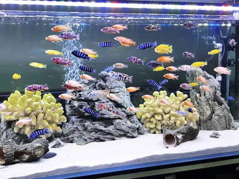 Khi nuôi cá phong thủy, bạn có thể tham khảo một số loài cá đem lại may mắn như cá Rồng vẻ ngoài uy nghi sang trọng, cá Đĩa nhiều màu sắc đẹp nhất trong các loài cá cảnh.