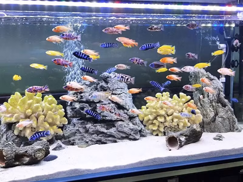 Khi nuôi cá phong thủy, bạn có thể tham khảo một số loài cá đem lại may mắn như cá Rồng vẻ ngoài uy nghi sang trọng, cá Đĩa nhiều màu sắc đẹp nhất trong các loài cá cảnh.