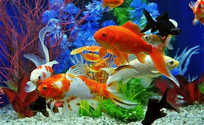 Bể cá phòng khách không nên quá to và cao vì dễ tích thủy nhiều, khiến phòng khách không tụ khí vì bị bể cá hút, phòng tạo cảm giác ẩm ướt, không có lợi cho gia chủ.