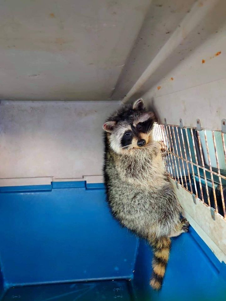 Chú gấu mèo Bắc Mỹ được phát hiện trốn trong một container thịt đông lạnh nhập khẩu từ Mỹ về Việt Nam. Con vật này đã có chuyến du hí trong thùng xe kéo dài 35 ngày, và sống sót thần kỳ ở nhiệt độ âm 18 độ C.