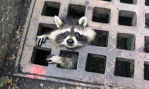Loài này cũng nổi tiếng với khuôn mặt đáng yêu, đôi mắt to tròn, bộ lông mượt mà, bản tính hiền lành nên thường được nhiều người lựa chọn làm thú cưng.