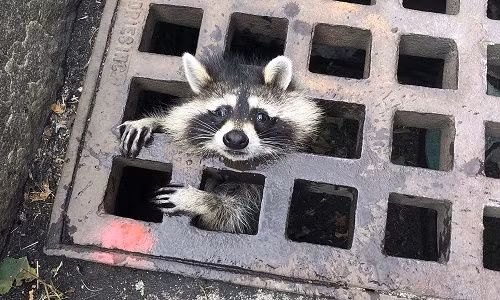 Loài này cũng nổi tiếng với khuôn mặt đáng yêu, đôi mắt to tròn, bộ lông mượt mà, bản tính hiền lành nên thường được nhiều người lựa chọn làm thú cưng.