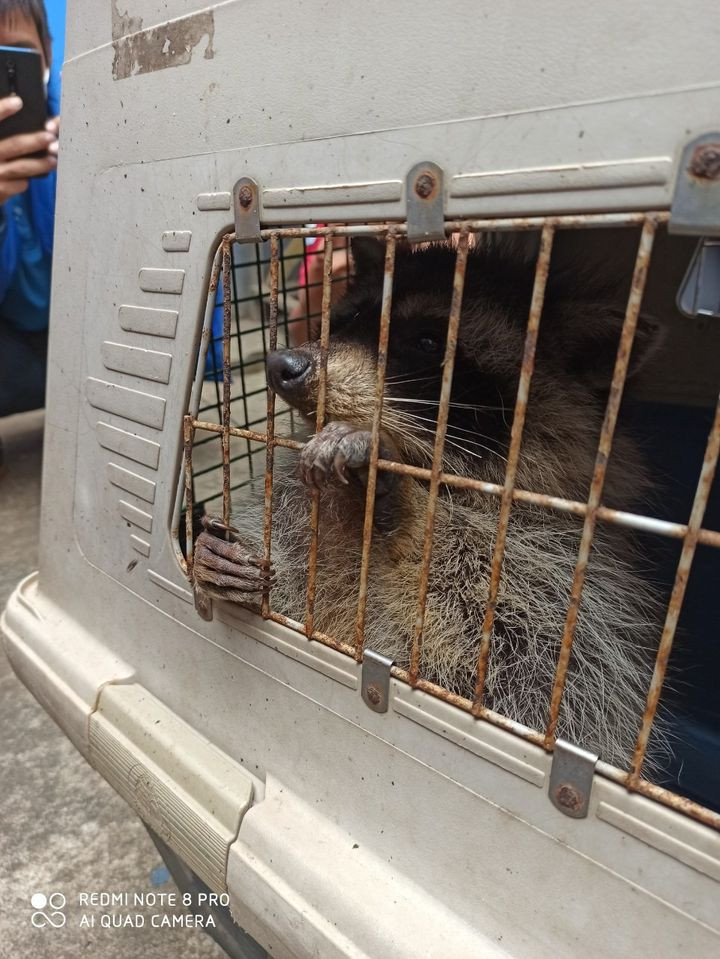 Phát hiện "thủ phạm" với tội danh vượt biên trái phép và "chén bay" hàng trăm thùng thịt nhập ngoại hảo hạng, nhân viên công ty này đã ngay lập tức báo cho tổ chức ENV.