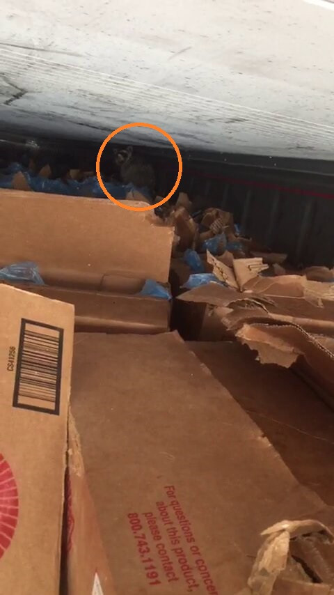 Sau khi container cập bến, nhân viên công ty kiểm hàng thì ngỡ ngàng khi thấy hàng trăm thùng thịt, sườn bò Mỹ hảo hạng bị khui nham nhở. Người ta cho rằng có thể việc chén no say hàng trăm thùng thịt đã giúp chú gấu mèo này béo tốt vượt biên trong môi trường nhiệt độ âm.