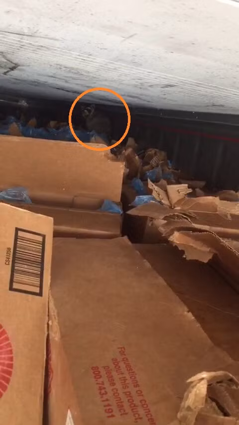 Sau khi container cập bến, nhân viên công ty kiểm hàng thì ngỡ ngàng khi thấy hàng trăm thùng thịt, sườn bò Mỹ hảo hạng bị khui nham nhở. Người ta cho rằng có thể việc chén no say hàng trăm thùng thịt đã giúp chú gấu mèo này béo tốt vượt biên trong môi trường nhiệt độ âm.