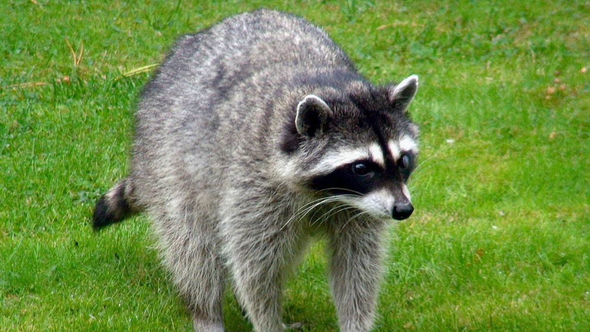 Gấu mèo hay còn gọi là gấu trúc Mỹ là một loài động vật có vú bản địa Bắc Mỹ, cũng là loài lớn nhất trong họ Gấu mèo.