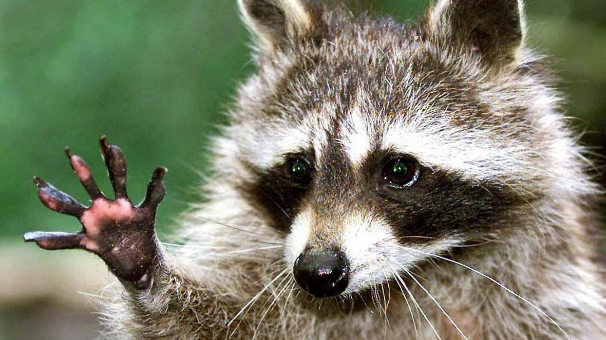 Trên mạng xã hội, không ít người yêu động vật bày tỏ sự thích thú trước câu chuyện gấu mèo Bắc Mỹ vượt biên trên container âm độ. Một số người thậm chí cho rằng chú gấu mèo này thật sáng suốt khi trốn sang Việt Nam trốn dịch, tuy nhiên lo lắng cho cuộc sống của nhân vật này tại nhà mới vì sợ... bất đồng ngôn ngữ.