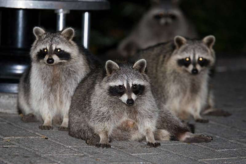 Loài này có thân dài 40–70 cm, cân nặng 3,5–9 kg. Chúng hoạt động về đêm, chủ yếu ăn thịt.