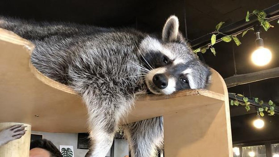 Gấu mèo được ghi nhận là có trí thông minh và có khả năng thích sinh tồn cao, thích nghi được với nhiều loại môi trường sống khác nhau một cách nhanh chóng. Đó cũng là lý do nó sống sót thần kỳ ngay cả bị nhốt nhiều ngày trong điều kiện môi trường khắc nghiệt.