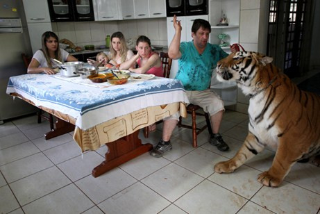 Anh Ary Marcos Borges da Silva (43 tuổi) ở Maringa, Brazil cùng gia đình mình sống cùng 7 con hổ trong đó có một con hổ trưởng thành được đặt tên là Tom. Ary đã quyết định đưa con hổ về nhà nuôi sau khi chứng kiến điều kiện sống tồi tệ của con hổ trong một rạp xiếc.