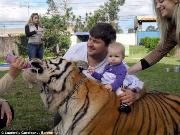 Thực tế, việc nuôi hổ dữ làm thú cưng không còn quá xa lạ trên thế giới. Nhiều gia đình lựa chọn con vật này làm thú nuôi trong nhà thay vì chó, mèo, thỏ,...