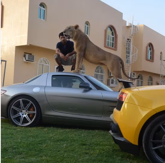 Các loài thú dữ có giá trung bình từ 15.000USD trở lên, cá biệt có những con quý hiếm hơn còn có giá vài trăm nghìn USD.