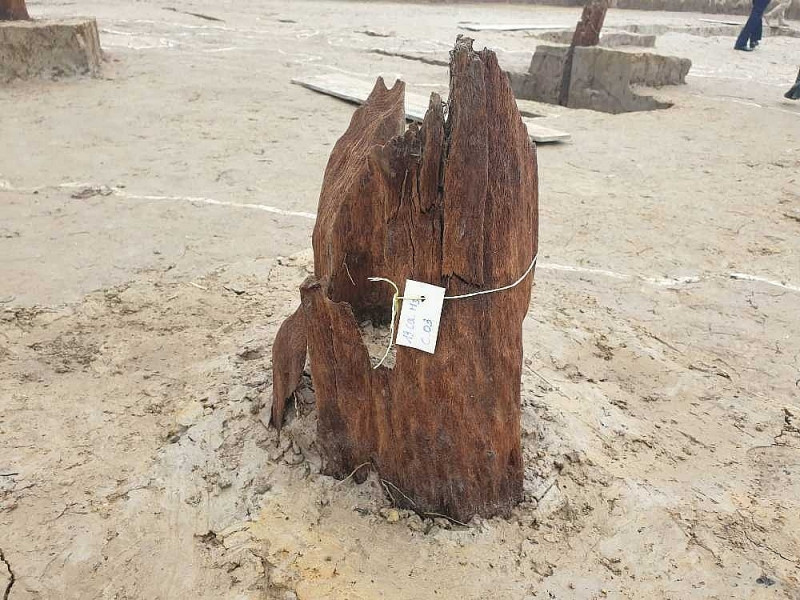 Kết quả khai quật đến nay phát hiện 37 cọc gỗ, 2 cụm gỗ, 22 hố cọc và 4 hố đất đen. Theo đó bước đầu đánh giá đây là di tích lịch sử quan trọng liên quan đến các trận chiến trên dòng sông Bạch Đằng vào năm 1288, khởi công dự án Khu bảo tồn bãi cọc Cao Quỳ (xã Liên Khê, H.Thủy Nguyên) và tuyến đường vào khu vực này từ tháng 5/2020.