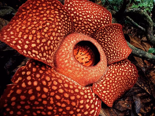 Một loài hoa khổng lồ không kém so với hoa xác chết là hoa vua Rafflesia arnoldii. Loài hoa lớn nhất thế giới sống ký sinh với chiếc cuống hoa duy nhất của mình cắm vào rễ ngầm của cây song phấn trắng (cissus) hút dinh dưỡng.