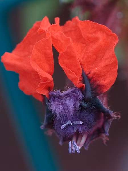 Hoa mặt dơi có nguồn gốc Mexico, tên khoa học (Cuphea llavea) có màu sắc cực kỳ nổi bật là đỏ và tím. Ít ai ngờ màu sắc của nó thu hút chim ruồi, ong bướm nhiều vô kể.