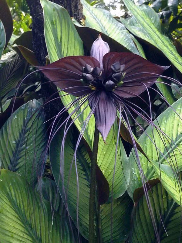 Tacca chantrieri còn được gọi là Hoa dơi, Hoa quỹ dữ, Râu hùm hay Mèo đen thường sinh trưởng ở những vùng nhiệt đới. Đây là một trong những loài thực vật hiếm gặp ở vùng nhiệt đới Đông Nam Á, thoạt nhìn giống con dơi màu đen, còn được biết đến với tên là hoa quỷ dữ, hoa râu hùm, hoa mèo đen, đều là những cái tên khiến bạn "rợn tóc gáy".