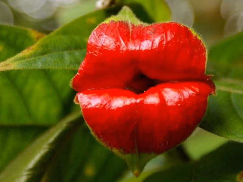 Đôi môi đỏ mọng này thực chất là một loài hoa có tên Psychotria elata, hay hoa nụ hôn, sống sâu trong các khu rừng mưa nhiệt đới ở Châu Phi. Những bẹ hoa do lá biến đổi qua từng giai đoạn mà thành, kết hợp với màu đỏ tươi sáng làm người ta liên tưởng đến đôi môi căng mọng quyến rũ của một người phụ nữ tuyệt đẹp.