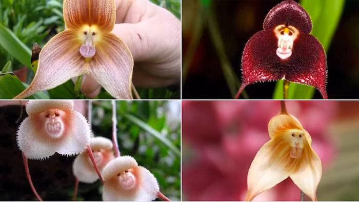 Hiện nay có khoảng do những loài lan thuộc Chi này đều có hoa trông rất kỳ dị, dễ khiến người ta liên tưởng đến Quỷ hút máu Dracula. 120 loài trong chi Dracula đã được ghi nhận. Hầu hết trong số đó được tìm thấy tại Ecuador.