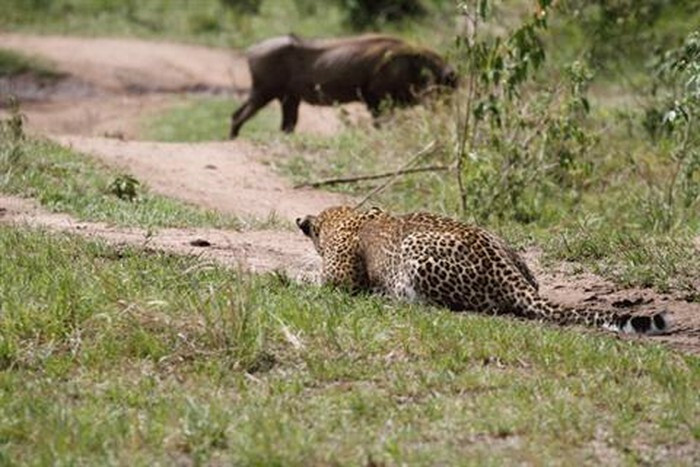 Khoảnh khắc lợn rừng mẹ liều mạng cứu con khỏi mong vuốt báo đốm được nhiếp ảnh gia Koos Fourie ghi lại tại Công viên quốc gia Kruger, Nam Phi.