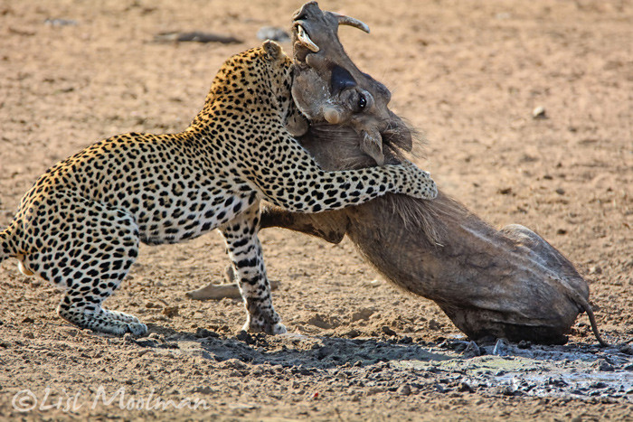 Tuy nhiên, hiện tại lợn rừng là loài động vật hoang dã bị con người săn bắn nhiều nhất, cùng với đó là môi trường sống ngày càng thu hẹp, nên số lượng loài ngày càng ít đi.
