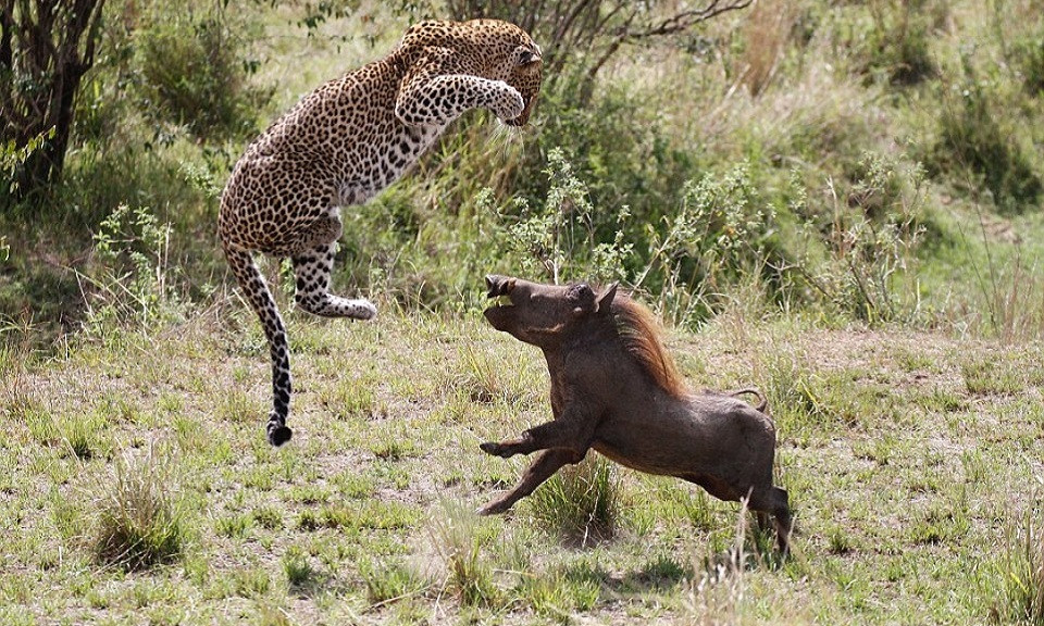 Lợn rừng còn sở hữu chiếc răng nanh lớn, cứng và sắc hơn nhiều so với lợn đàn. Đây là vũ khí lợi hại của tạo hóa giúp chúng có khả năng tự vệ chống chọi lại với bất kỳ loài nào có hành động gây hại.