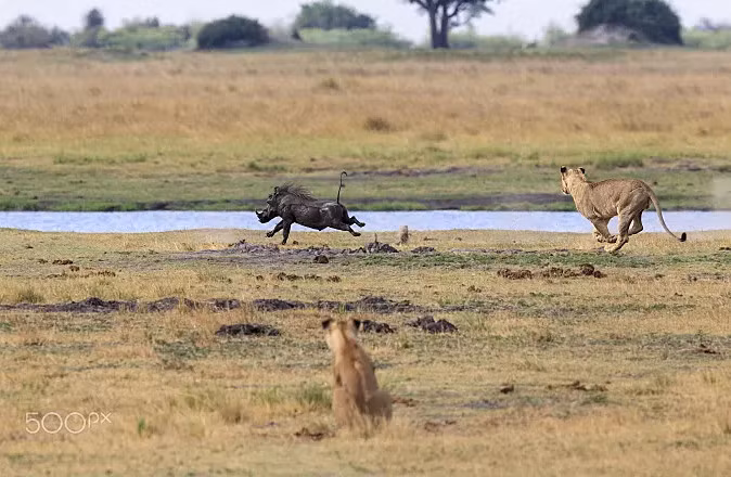 Bù lại nó có ''vũ khí'' là mui và tai rất thinhs. Nếu nghe tiếng động lạ chúng báo động nhau chạy thục mạng, trừ khi bị tấn công đến đường cùng chúng mới gây nguy hiểm.