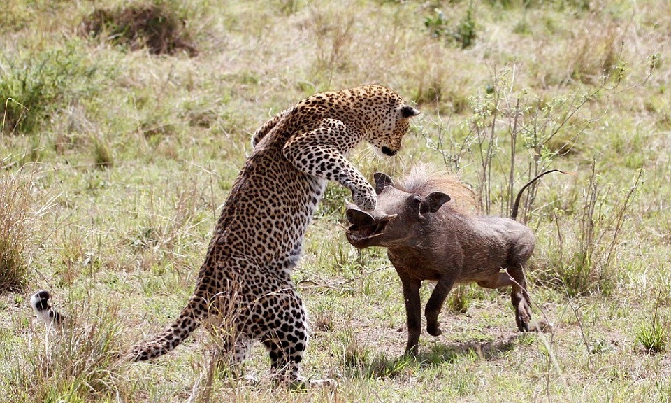 Cảnh lợn rừng liều mạng ''cà khịa'' báo đốm.