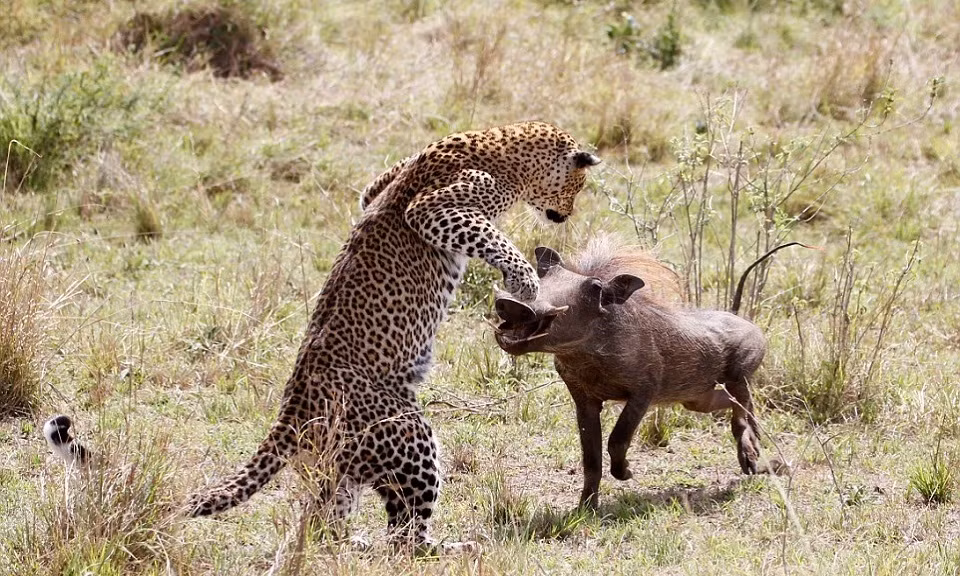 Cảnh lợn rừng liều mạng ''cà khịa'' báo đốm.