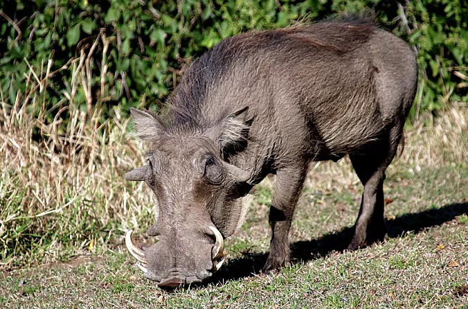 Lợn rừng có tên khoa học Sus scrofa, là loài sinh sản nhanh và sống theo bầy đàn bởi vậy bản tính thường nhút nhát.