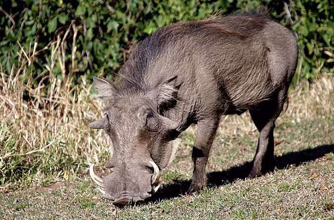Lợn rừng có tên khoa học Sus scrofa, là loài sinh sản nhanh và sống theo bầy đàn bởi vậy bản tính thường nhút nhát.