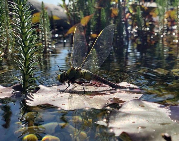 Chuồn chuồn hoàn toàn thay đổi khi trưởng thành.